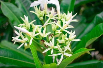 White flower of Cerbera odollam Blooming Surrounded by green leaves Beautiful nature
