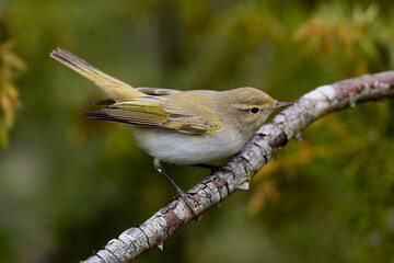 Bergfluiter, Western Bonelli's Warbler, Phylloscopus bonelli