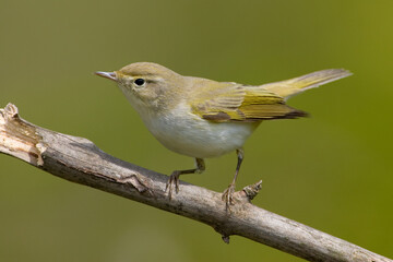 Bergfluiter, Western Bonelli's Warbler, Phylloscopus bonelli