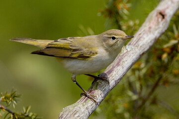 Bergfluiter, Western Bonelli's Warbler, Phylloscopus bonelli