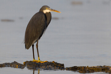 Westelijke Rifreiger, Western Reef heron, Egretta gularis