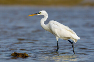 Westelijke Rifreiger, Western Reef heron, Egretta gularis