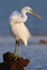 Westelijke Rifreiger, Western Reef heron, Egretta gularis