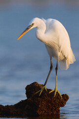 Westelijke Rifreiger, Western Reef heron, Egretta gularis