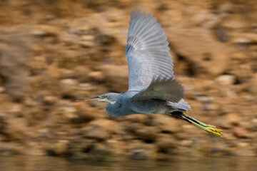 Westelijke Rifreiger, Western Reef Heron, Egretta gularis