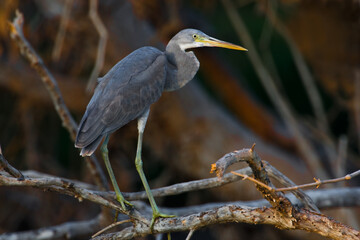 Westelijke Rifreiger, Western Reef Heron, Egretta gularis