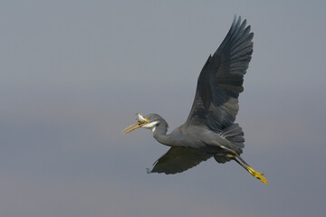 Westelijke Rifreiger, Western Reef heron, Egretta gularis