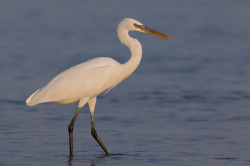 Westelijke Rifreiger, Western Reef heron, Egretta gularis