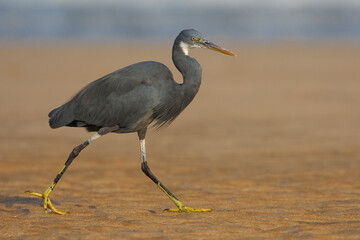 Westelijke Rifreiger, Western Reef heron, Egretta gularis