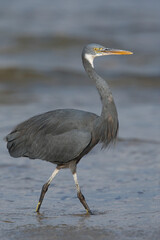 Westelijke Rifreiger, Western Reef heron, Egretta gularis