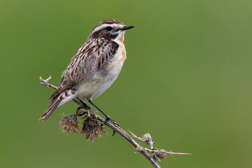 Paapje, Winchat, Saxicola rubetra