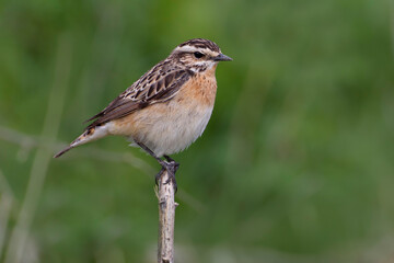 Paapje, Winchat, Saxicola rubetra