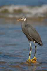 Westelijke Rifreiger, Western Reef heron, Egretta gularis