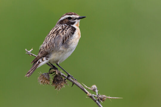 Paapje, Winchat, Saxicola rubetra