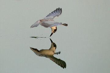 Witwangstern, Whiskered Tern, Chlidonias hybrida