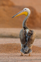Roze Pelikaan, Great White Pelican, Pelecanus onocrotalus © AGAMI