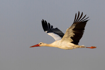 Ooievaar, White Stork, Ciconia ciconia