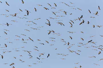 Ooievaar, White Stork, Ciconia ciconia