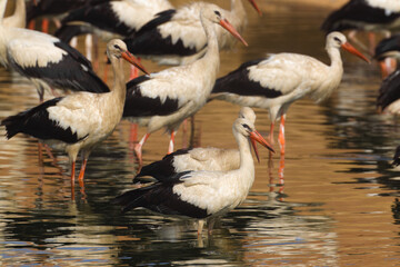 Ooievaar, White Stork, Ciconia ciconia