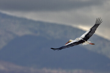 White Stork; Ooievaar; Ciconia ciconia