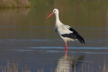 White Stork; Ooievaar; Ciconia ciconia
