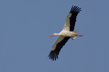 White Stork; Ooievaar; Ciconia ciconia
