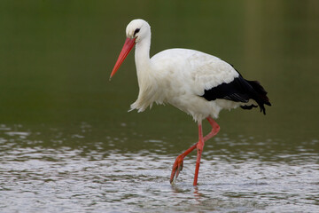 White Stork; Ooievaar; Ciconia ciconia