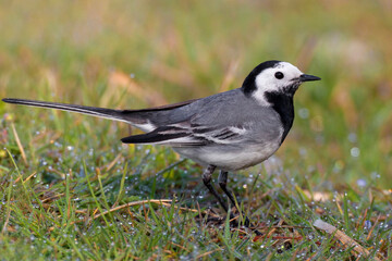 Witte kwikstaart, White Wagtail, Motacilla alba