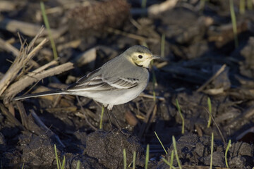 White Wagtail, Witte kwikstaart, Motacilla alba