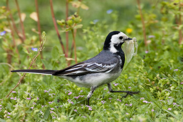 White Wagtail, Witte kwikstaart, Motacilla alba