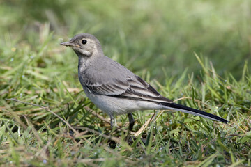 Obraz premium White Wagtail, Witte kwikstaart, Motacilla alba