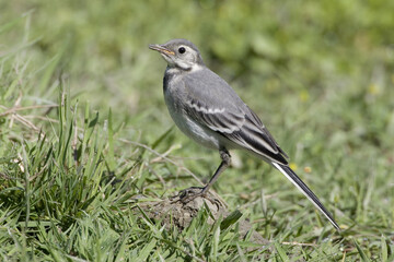 White Wagtail, Witte kwikstaart, Motacilla alba