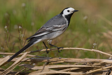 Witte Kwikstaart, White Wagtail, Motacilla alba