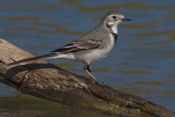 Maskerkwikstaart, Masked Wagtail, Motacilla personata