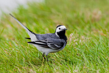Witte Kwikstaart, White Wagtail, Motacilla alba