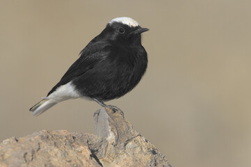 White-crowned Wheatear, Witkruintapuit, Oenanthe leucopyga
