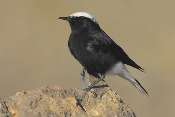 Foto op Canvas White-crowned Wheatear, Witkruintapuit, Oenanthe leucopyga © AGAMI