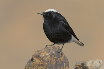 White-crowned Wheatear, Witkruintapuit, Oenanthe leucopyga