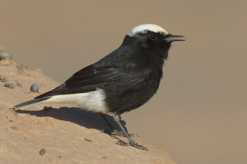 White-crowned Wheatear, Witkruintapuit, Oenanthe leucopyga