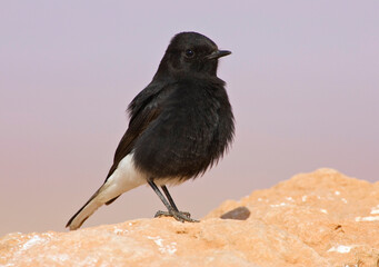 .Witkruintapuit, White-crowned Wheatear, Oenanthe leucopyga