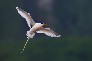 Witstaartkeerkringvogel, White-tailed Tropicbird, Phaethon lepturus