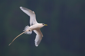 Witstaartkeerkringvogel, White-tailed Tropicbird, Phaethon lepturus