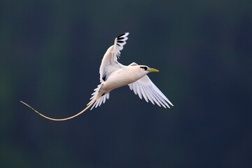 Witstaartkeerkringvogel, White-tailed Tropicbird, Phaethon lepturus
