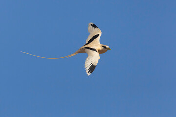 Witstaartkeerkringvogel, White-tailed Tropicbird, Phaethon lepturus
