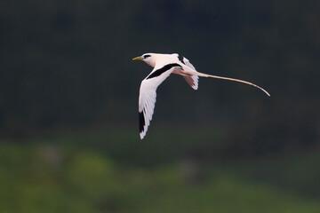 Witstaartkeerkringvogel, White-tailed Tropicbird, Phaethon lepturus