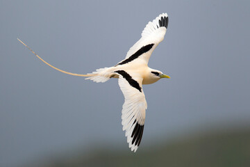 Witstaartkeerkringvogel, White-tailed Tropicbird, Phaethon lepturus
