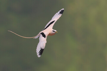 Witstaartkeerkringvogel, White-tailed Tropicbird, Phaethon lepturus