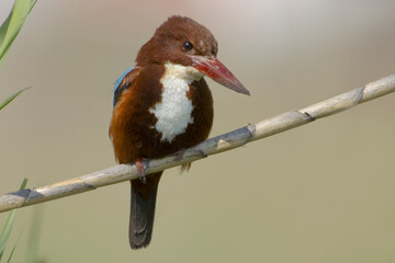 Smyrna IJsvogel, White-throated Kingfisher, Halcyon smyrnensis