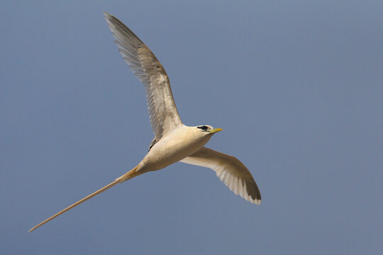 Witstaartkeerkringvogel, White-tailed Tropicbird, Phaethon lepturus