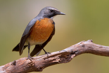 Perzische Roodborst, White-throated Robin, Irania gutturalis